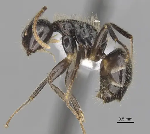Camponotus simoni specimen CASENT0316931 image casent0316931_3