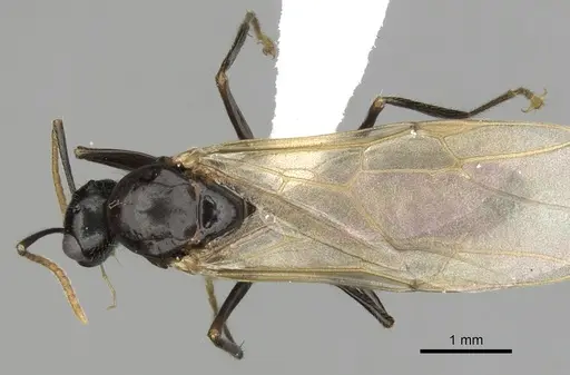 Camponotus simoni specimen CASENT0403463 image casent0403463_1