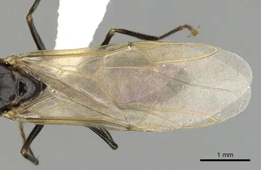 Camponotus simoni specimen CASENT0403463 image casent0403463_2