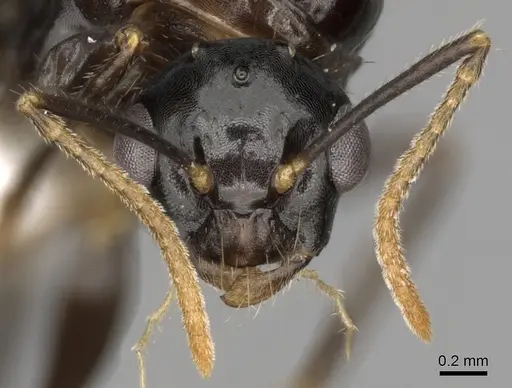 Camponotus simoni specimen CASENT0403463 image casent0403463_3