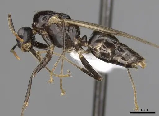 Camponotus simoni specimen CASENT0403463 image casent0403463_4