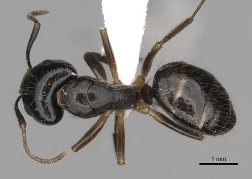 Camponotus simoni specimen CASENT0403573 image casent0403573_1