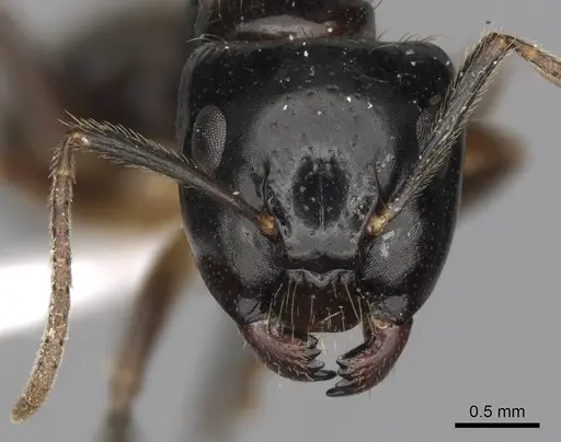 Camponotus simoni specimen CASENT0403573 image casent0403573_2