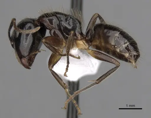 Camponotus simoni specimen CASENT0403573 image casent0403573_3