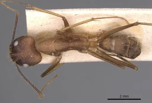 Camponotus simoni specimen CASENT0905249 image casent0905249_1