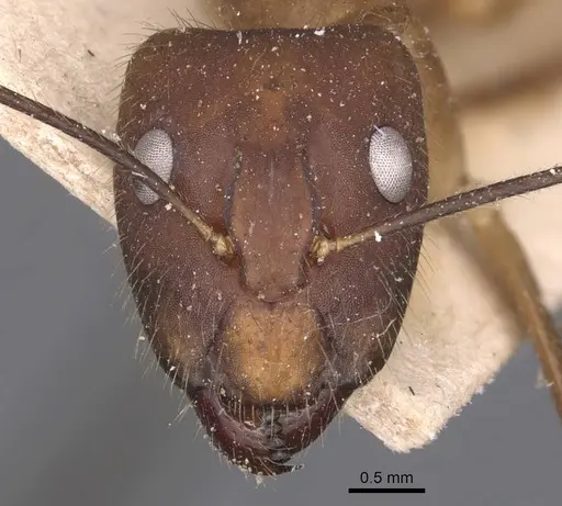 Camponotus simoni specimen CASENT0905249 image casent0905249_2