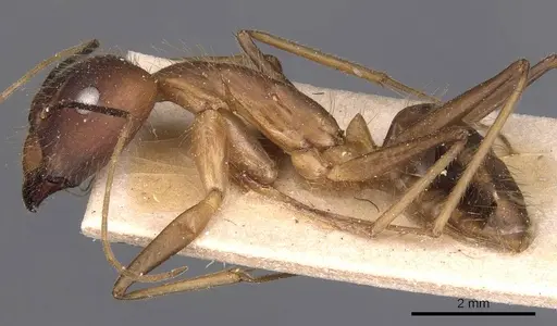 Camponotus simoni specimen CASENT0905249 image casent0905249_3
