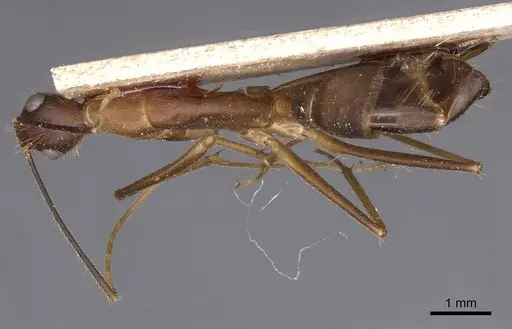 Camponotus simoni specimen CASENT0905250 image casent0905250_1