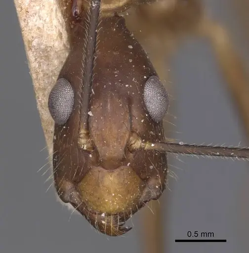 Camponotus simoni specimen CASENT0905250 image casent0905250_2
