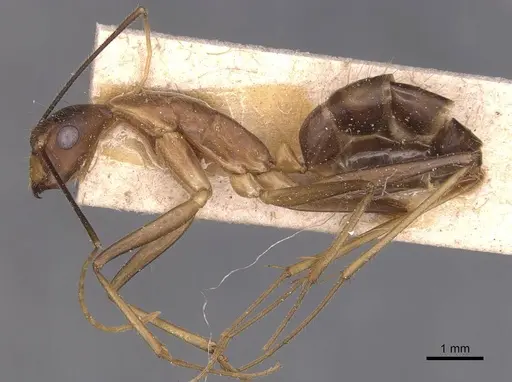 Camponotus simoni specimen CASENT0905250 image casent0905250_3
