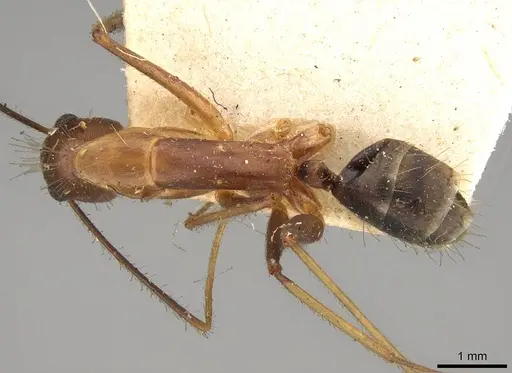 Camponotus simoni specimen CASENT0906989 image casent0906989_1