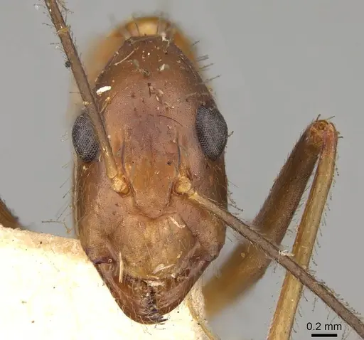 Camponotus simoni specimen CASENT0906989 image casent0906989_2