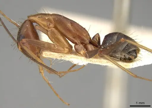 Camponotus simoni specimen CASENT0906989 image casent0906989_3