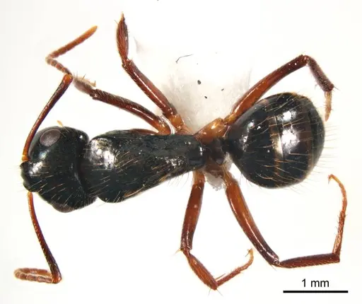 Camponotus simpsoni specimen ANTWEB1008622 image antweb1008622_1