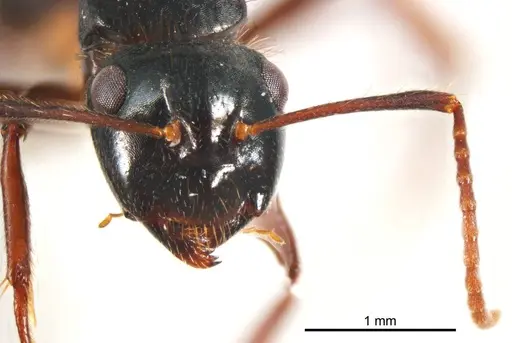 Camponotus simpsoni specimen ANTWEB1008622 image antweb1008622_2