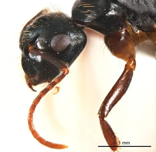 Camponotus simpsoni specimen ANTWEB1008622 image antweb1008622_3