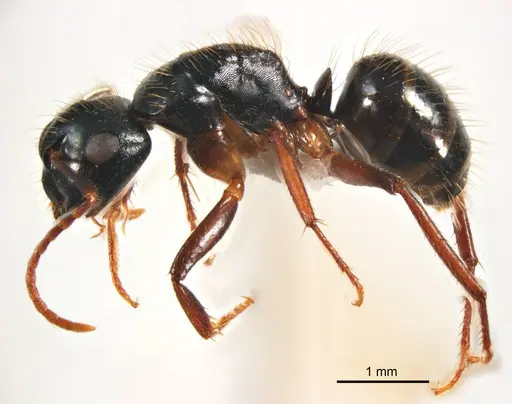Camponotus simpsoni specimen ANTWEB1008622 image antweb1008622_4