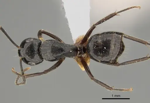 Camponotus simpsoni specimen CASENT0887653 image casent0887653_1