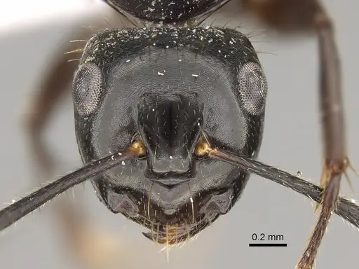 Camponotus simpsoni specimen CASENT0887653 image casent0887653_2