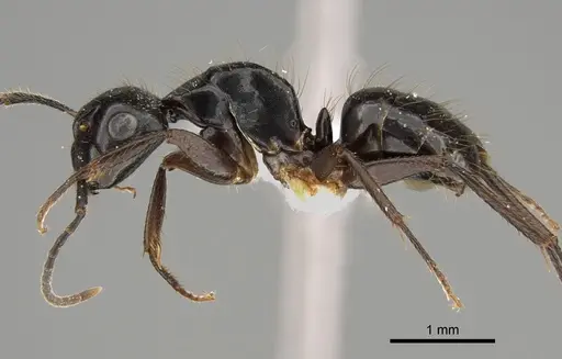 Camponotus simpsoni specimen CASENT0887653 image casent0887653_3