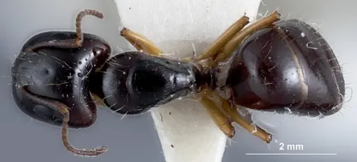 Camponotus simpsoni specimen JDM32-001354 image jdm32-001354_1