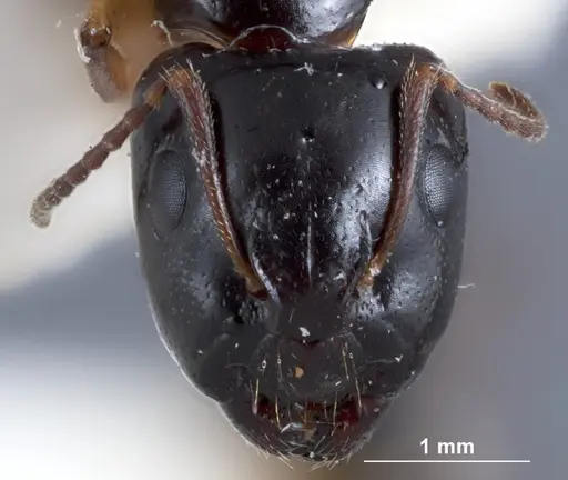 Camponotus simpsoni specimen JDM32-001354 image jdm32-001354_2