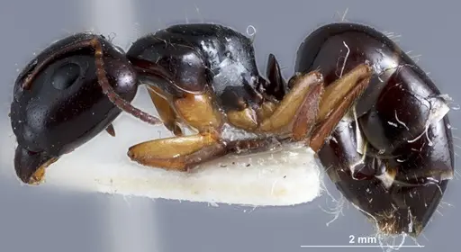 Camponotus simpsoni specimen JDM32-001354 image jdm32-001354_3