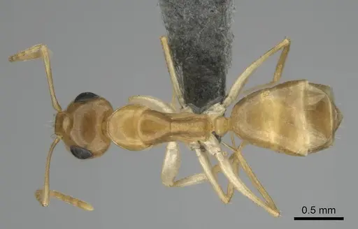 Camponotus simulans specimen CASENT0813987 image casent0813987_1