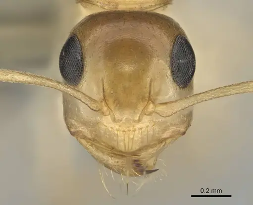Camponotus simulans specimen CASENT0813987 image casent0813987_2