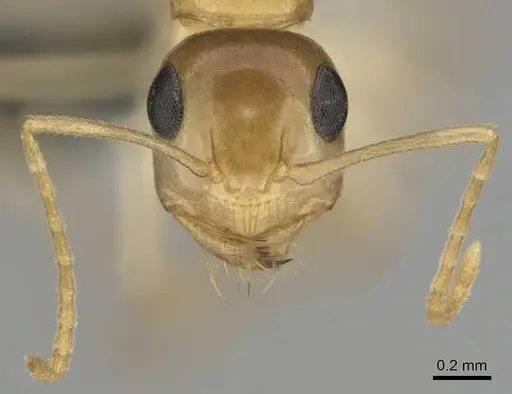 Camponotus simulans specimen CASENT0813987 image casent0813987_3