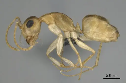 Camponotus simulans specimen CASENT0813987 image casent0813987_4