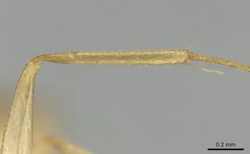 Camponotus simulans specimen CASENT0813987 image casent0813987_5