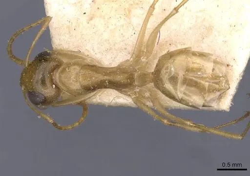Camponotus simulans specimen CASENT0909952 image casent0909952_1