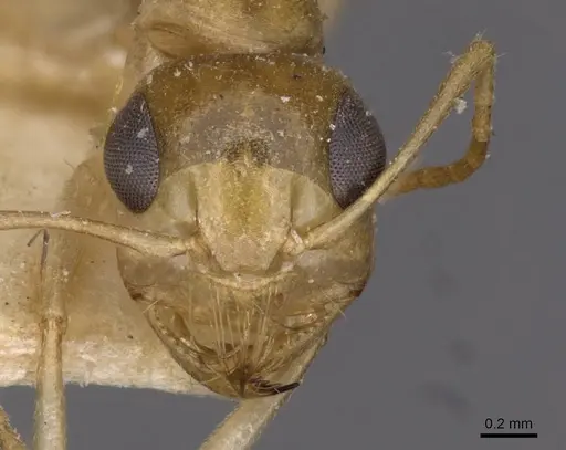 Camponotus simulans specimen CASENT0909952 image casent0909952_2