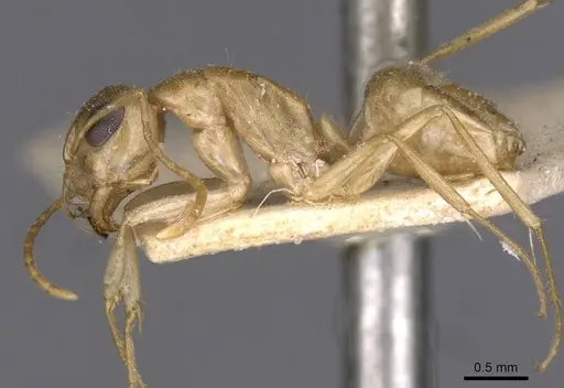 Camponotus simulans specimen CASENT0909952 image casent0909952_3