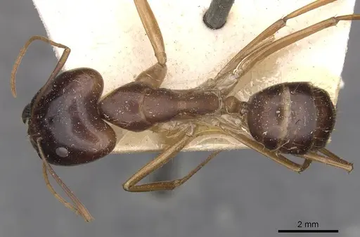 Camponotus simulator specimen CASENT0910098 image casent0910098_1