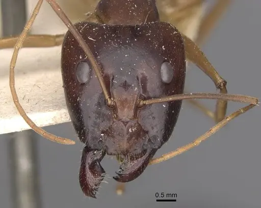 Camponotus simulator specimen CASENT0910098 image casent0910098_2