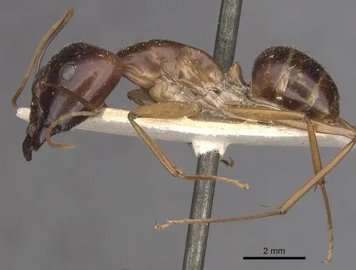 Camponotus simulator specimen CASENT0910098 image casent0910098_3