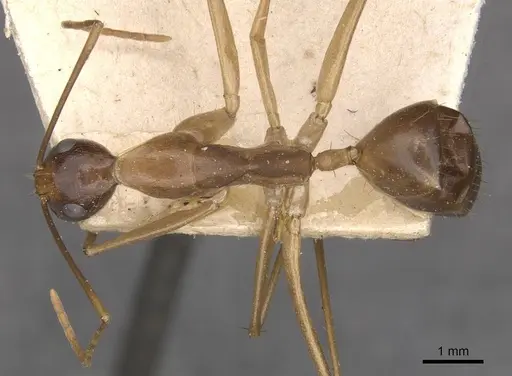 Camponotus simulator specimen CASENT0910099 image casent0910099_1
