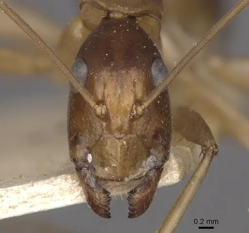 Camponotus simulator specimen CASENT0910099 image casent0910099_2