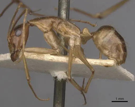 Camponotus simulator specimen CASENT0910099 image casent0910099_3