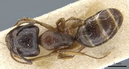 Camponotus simus specimen CASENT0905448 image casent0905448_1
