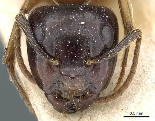 Camponotus simus specimen CASENT0905448 image casent0905448_2