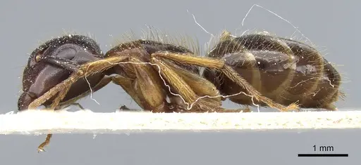 Camponotus simus specimen CASENT0905448 image casent0905448_3