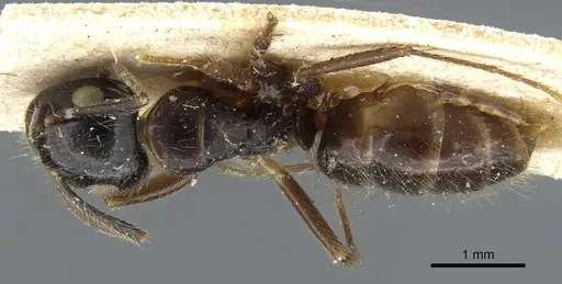 Camponotus simus specimen CASENT0905449 image casent0905449_1