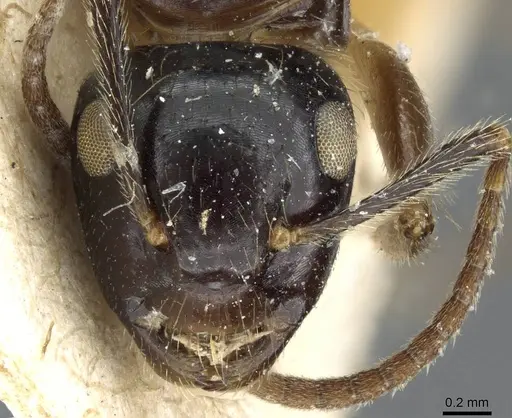 Camponotus simus specimen CASENT0905449 image casent0905449_2