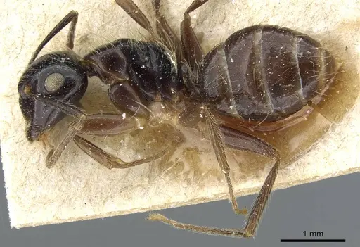 Camponotus simus specimen CASENT0905449 image casent0905449_3
