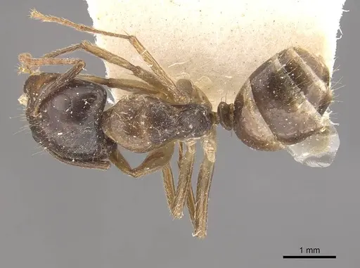 Camponotus simus specimen CASENT0910560 image casent0910560_1