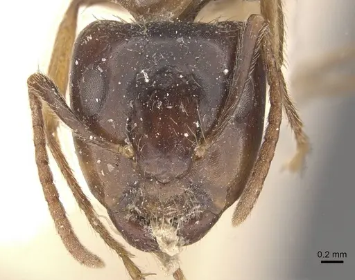 Camponotus simus specimen CASENT0910560 image casent0910560_2