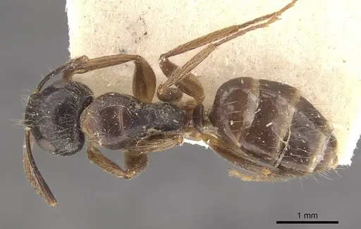 Camponotus simus specimen CASENT0910561 image casent0910561_1